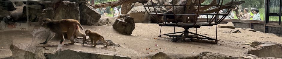 六一动物园亲子游：快乐与小小的遗憾